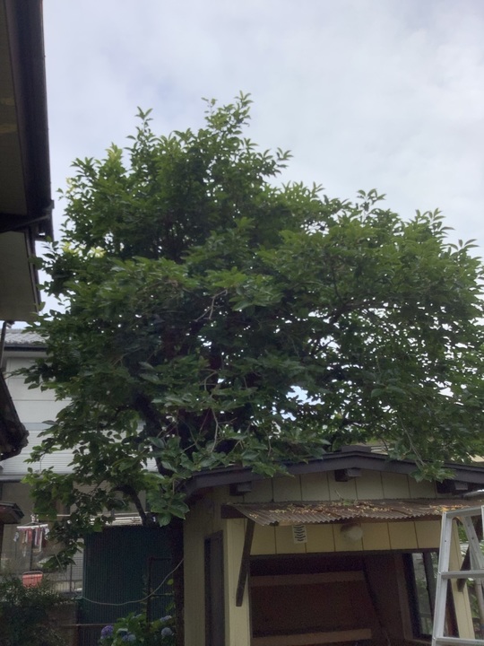 庭木剪定 2022(その2) 枝葉処分 : 向島ポンポコ日記